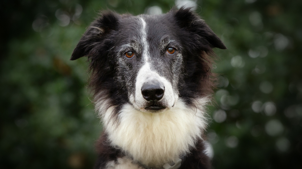Dog Looking at Camera - Photo Credit: Christine Burke Photography