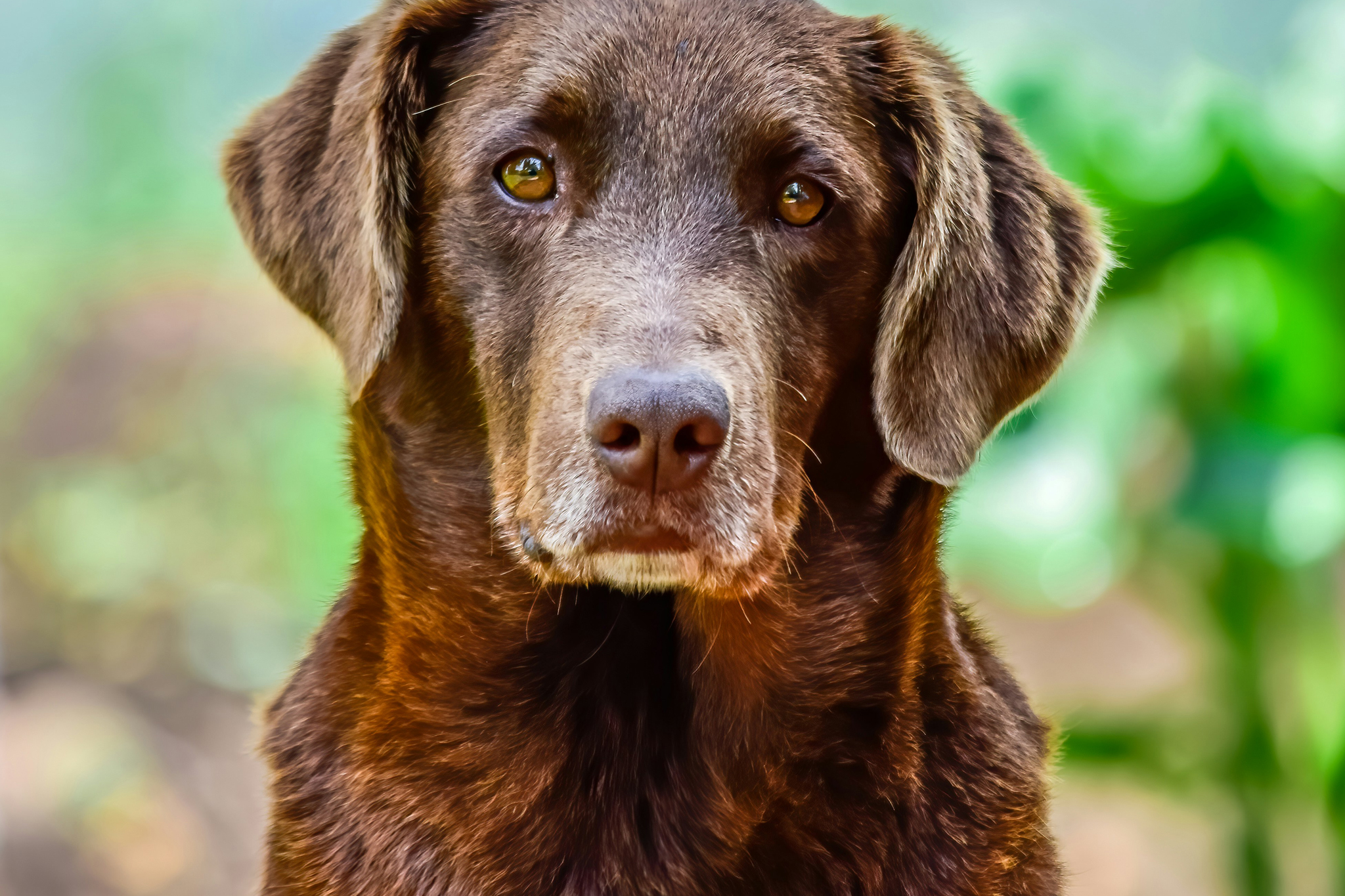 Supporting Your Grieving Dog