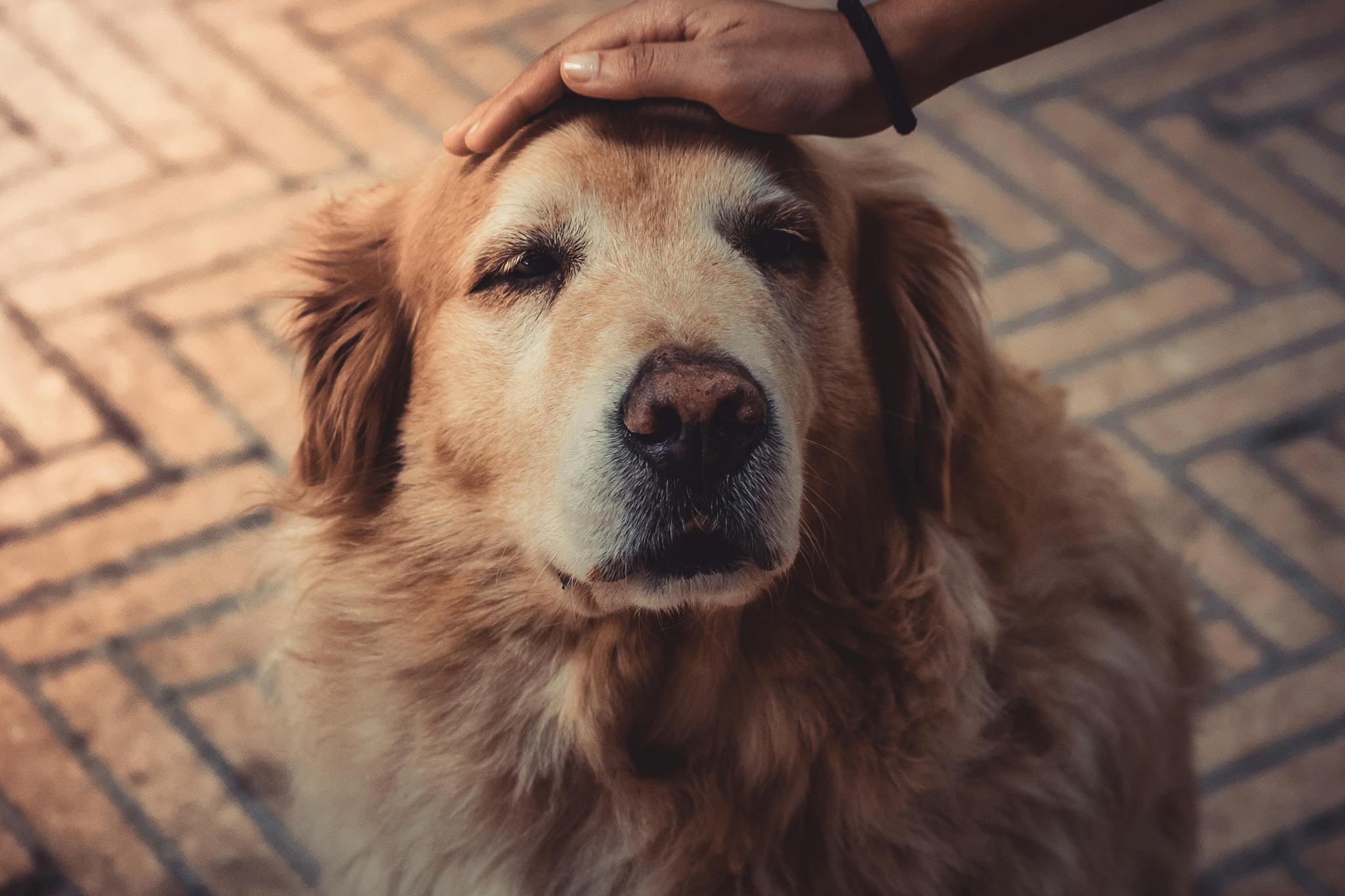 Can pets get dementia?