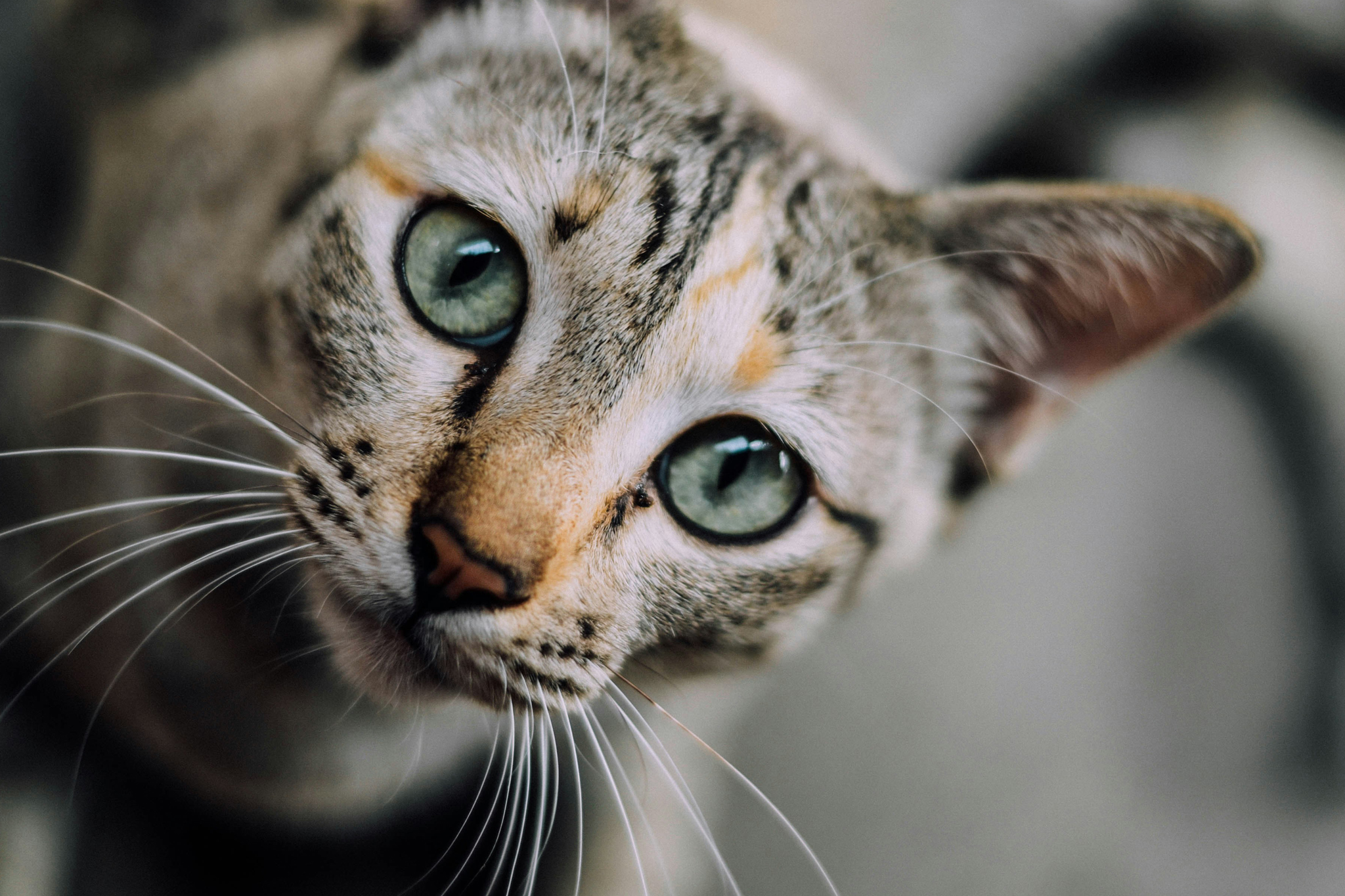 Assessing Pain and Discomfort in Pets