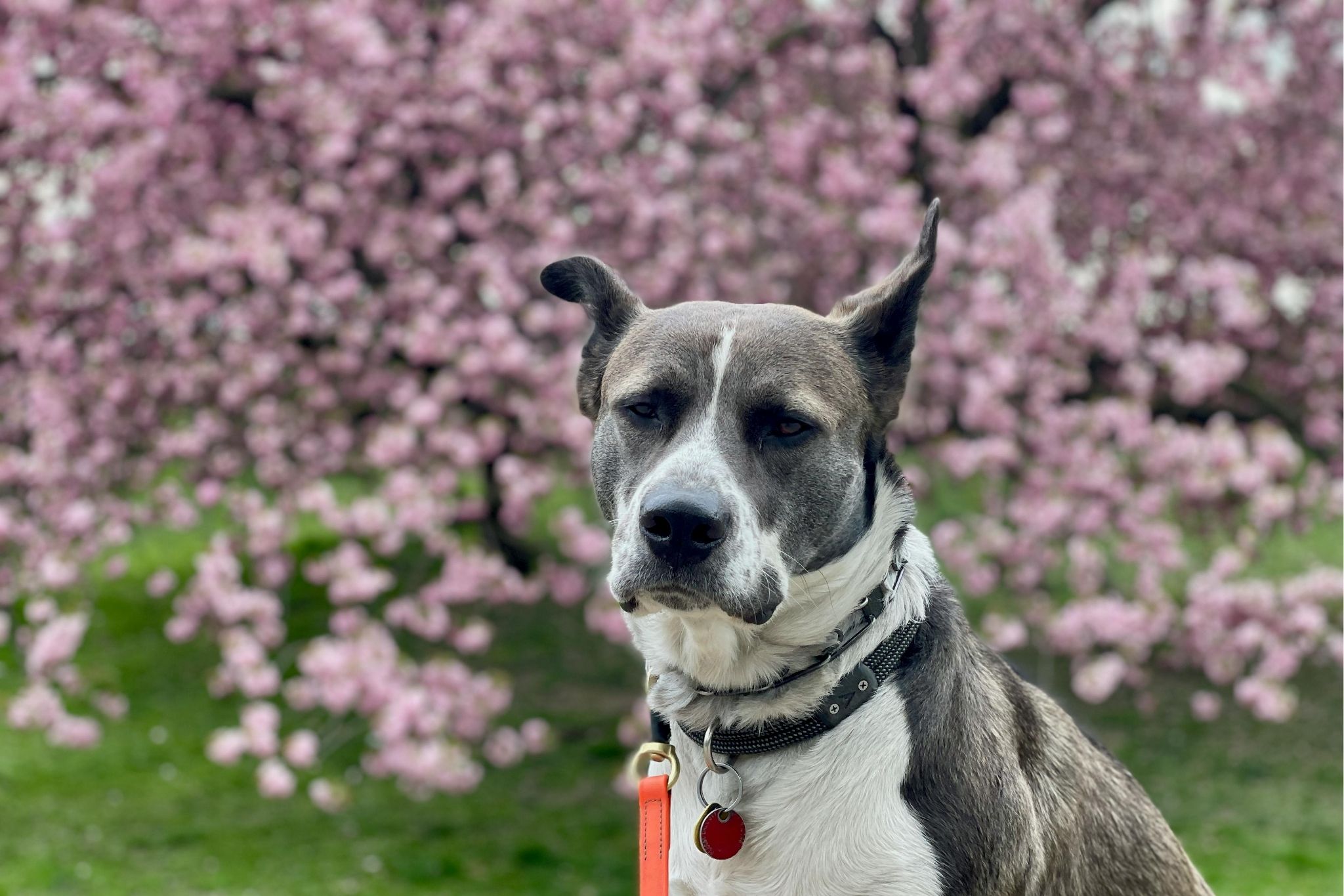 Our First Pet Memorial Walk