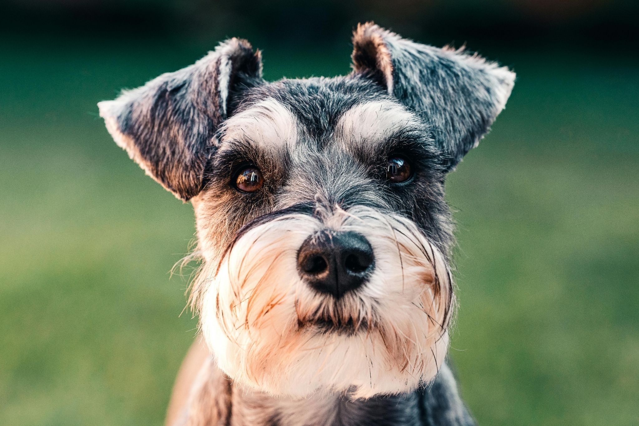Saying Goodbye: Coping with the Loss of a Beloved Pet