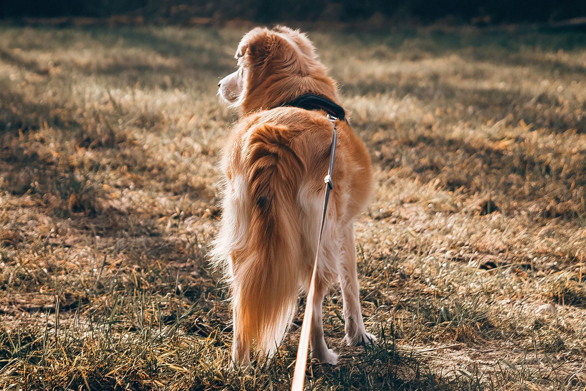 Pet Memorial Walk – 18 January 2026