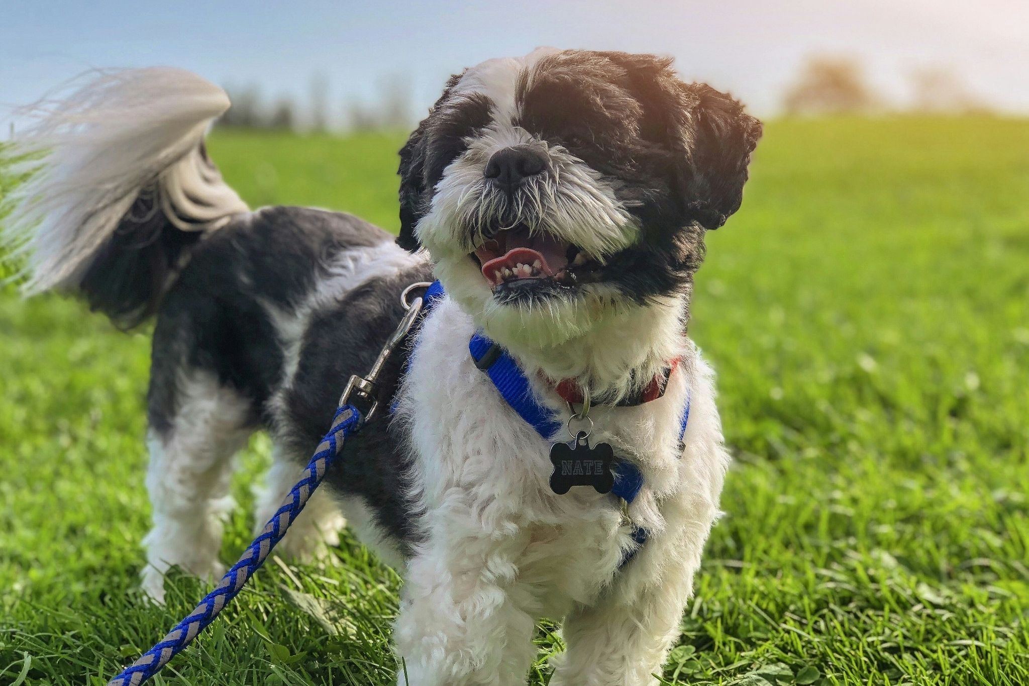 Pet Memorial Walk – 19 April 2026